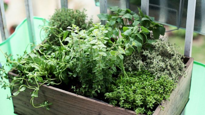 8 Tips for DIY Balcony Gardening