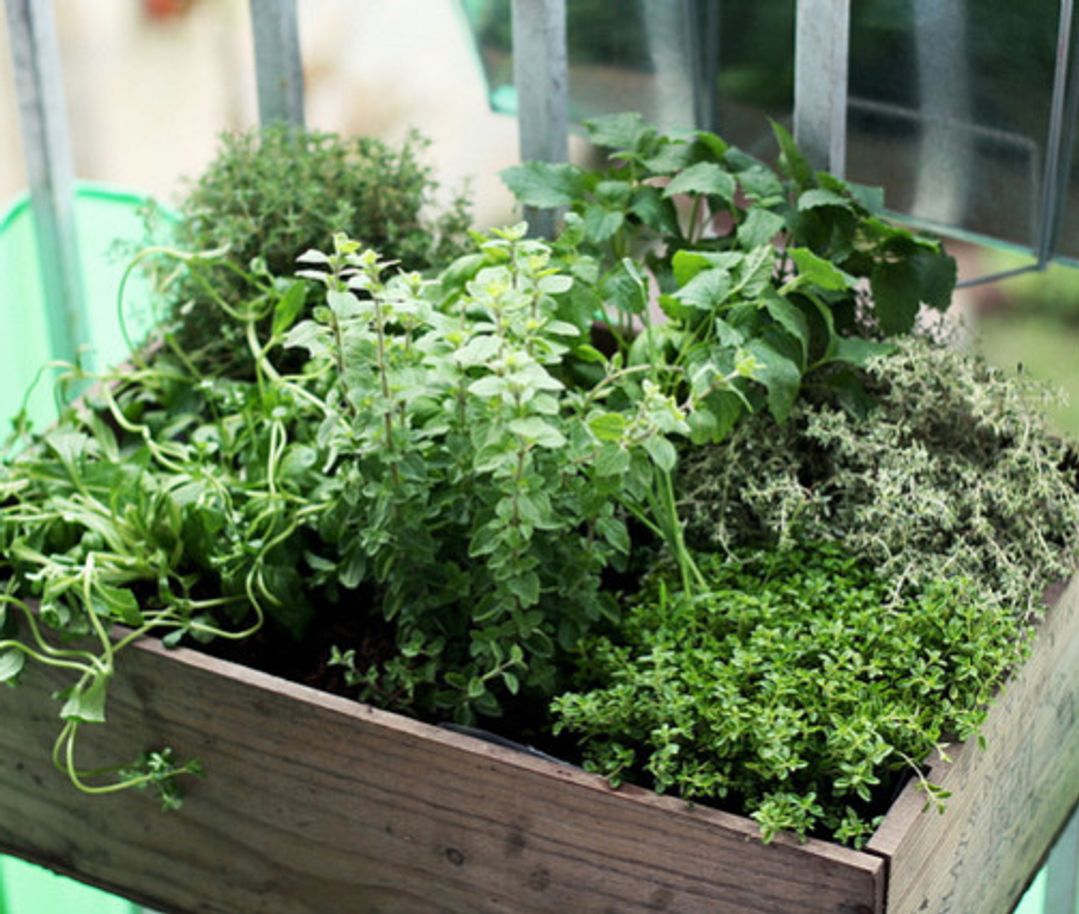 8 Tips for DIY Balcony Gardening