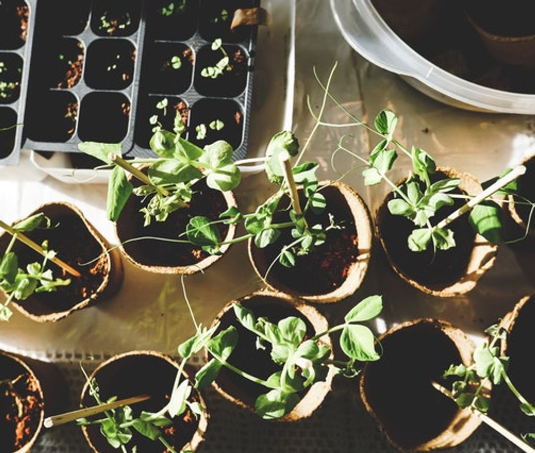 5 Tips to Live a More Sustainable Lifestyle