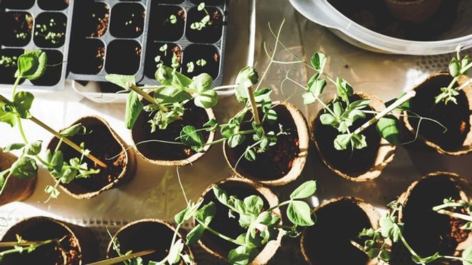 5 Tips to Live a More Sustainable Lifestyle