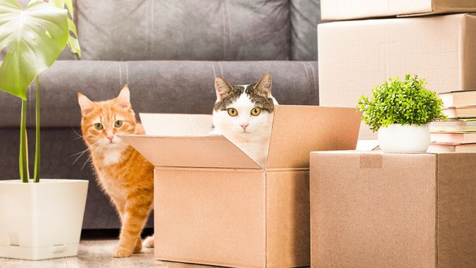 Purrfect Moves: Tips for Moving to a New Apartment with Your Cat