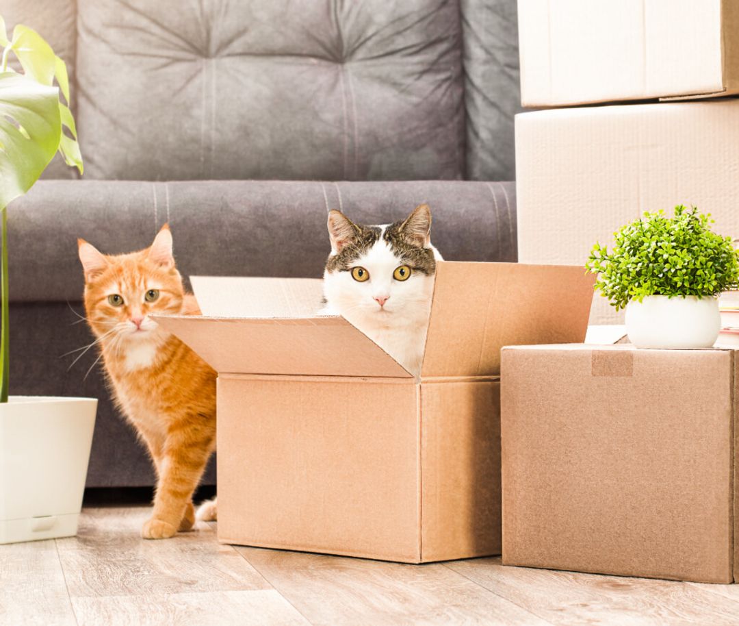 Purrfect Moves: Tips for Moving to a New Apartment with Your Cat