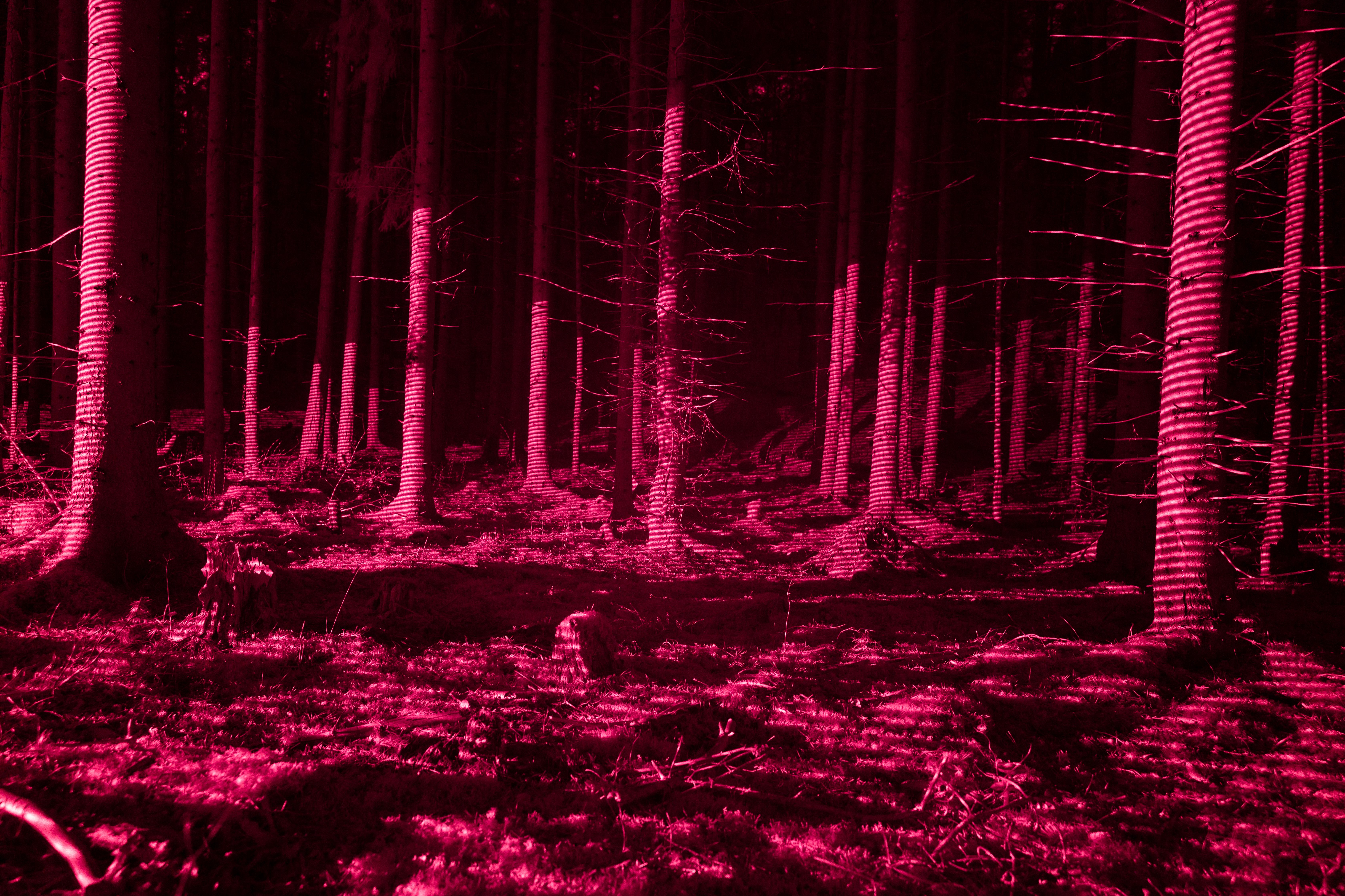 Deep Forestry 38