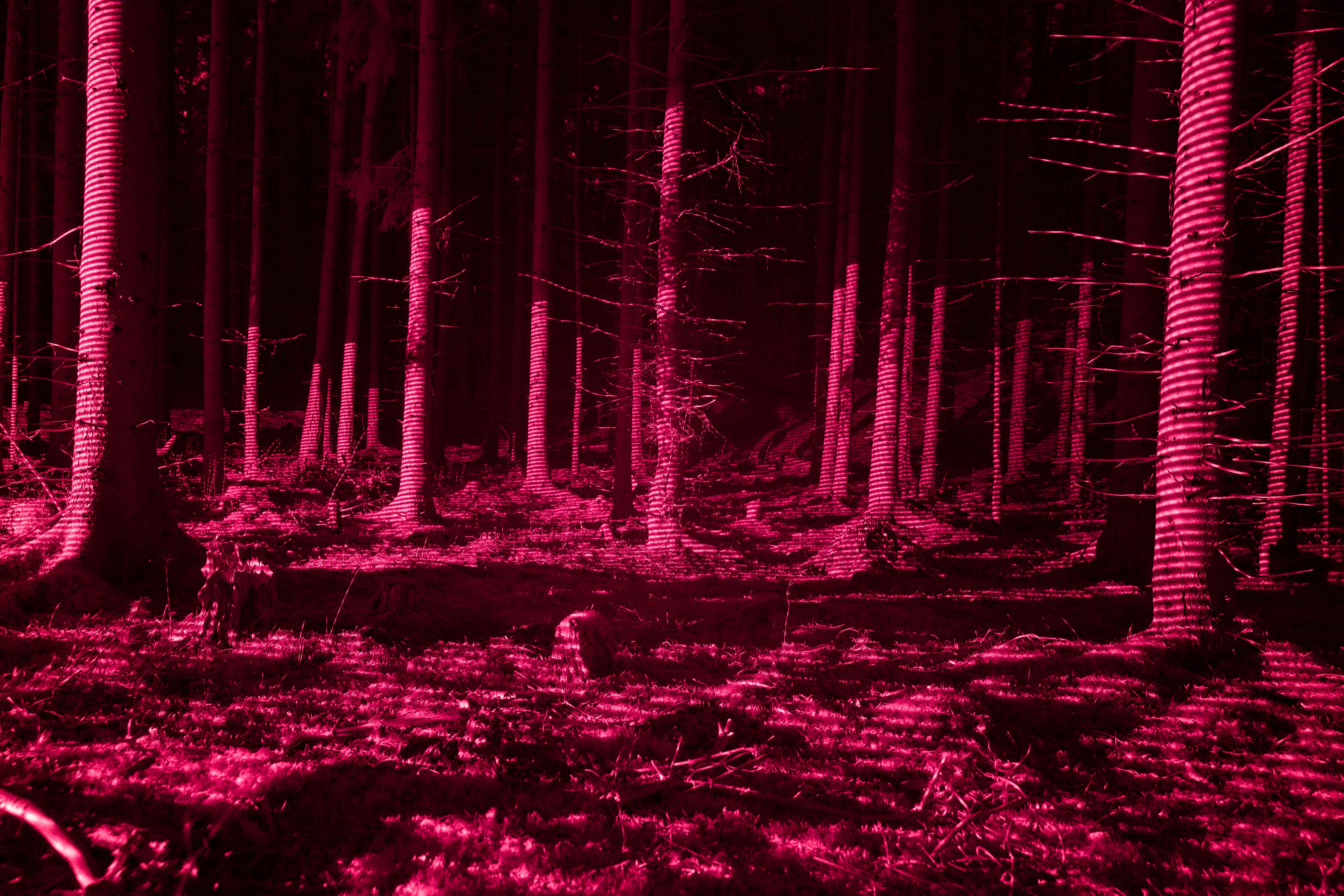 Deep Forestry 38
