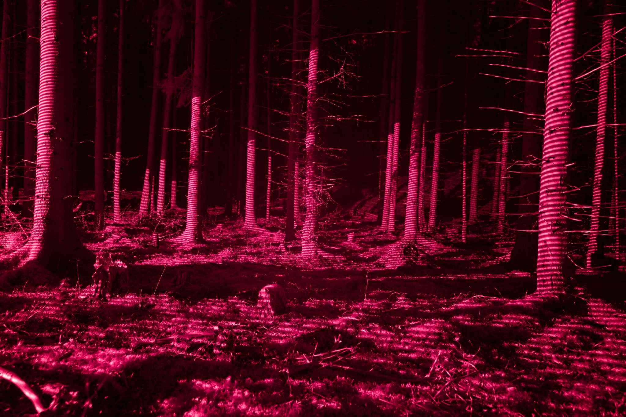 Deep Forestry 38