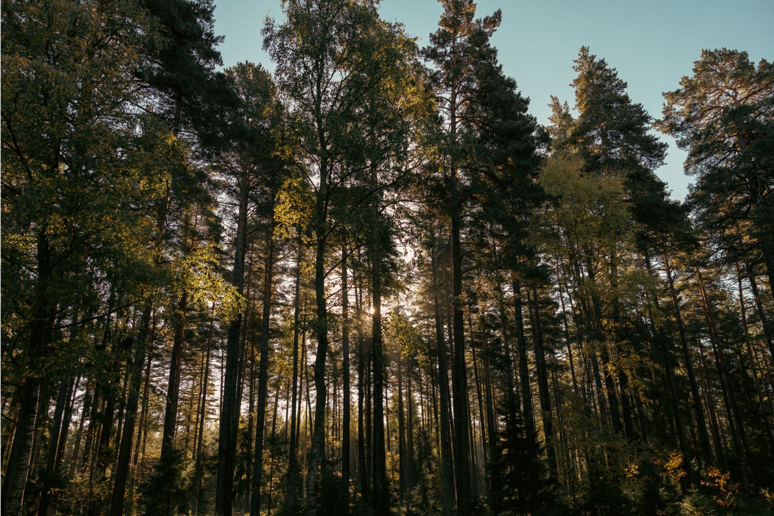 01 Ouster Case Study Deep Forestry03