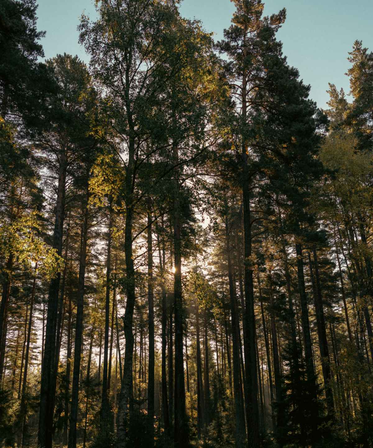 01 Ouster Case Study Deep Forestry03