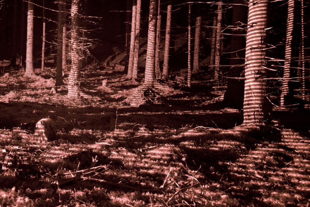 Forest biodiversity powered by three dimensional deep learning and the ouster os0 2