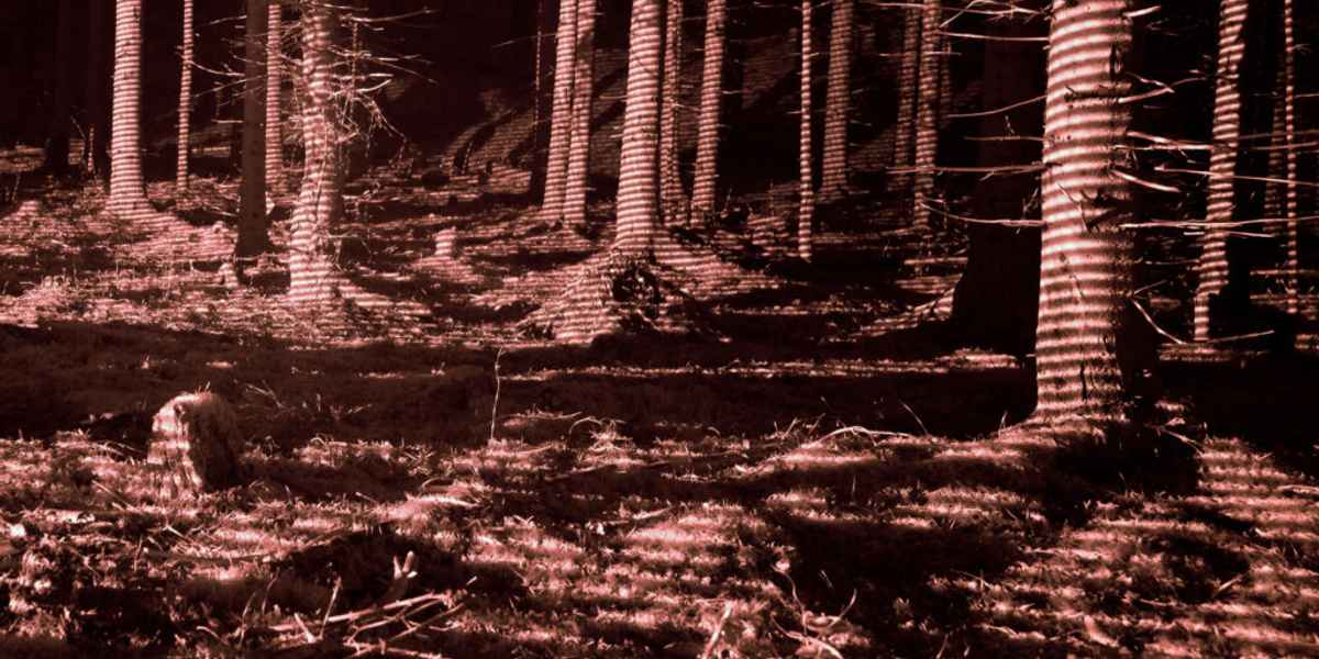 Forest biodiversity powered by three dimensional deep learning and the ouster os0 2