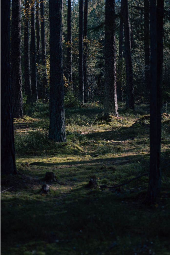 01 Ouster Case Study Deep Forestry05
