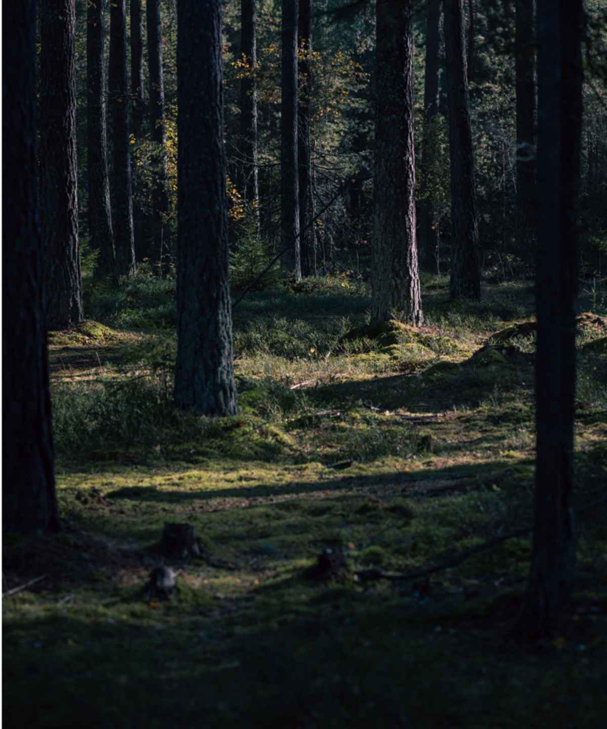 01 Ouster Case Study Deep Forestry05