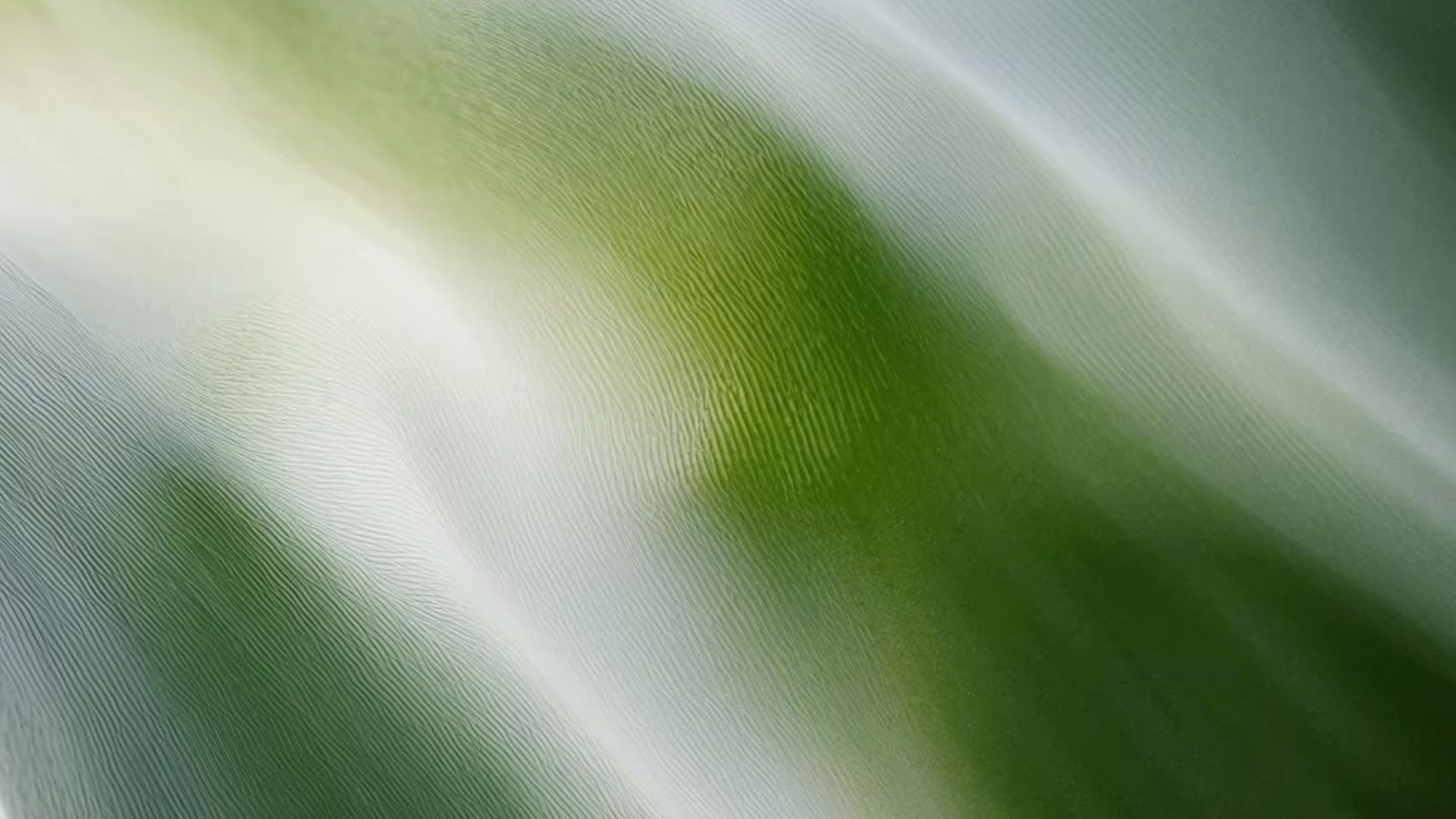 expert form background