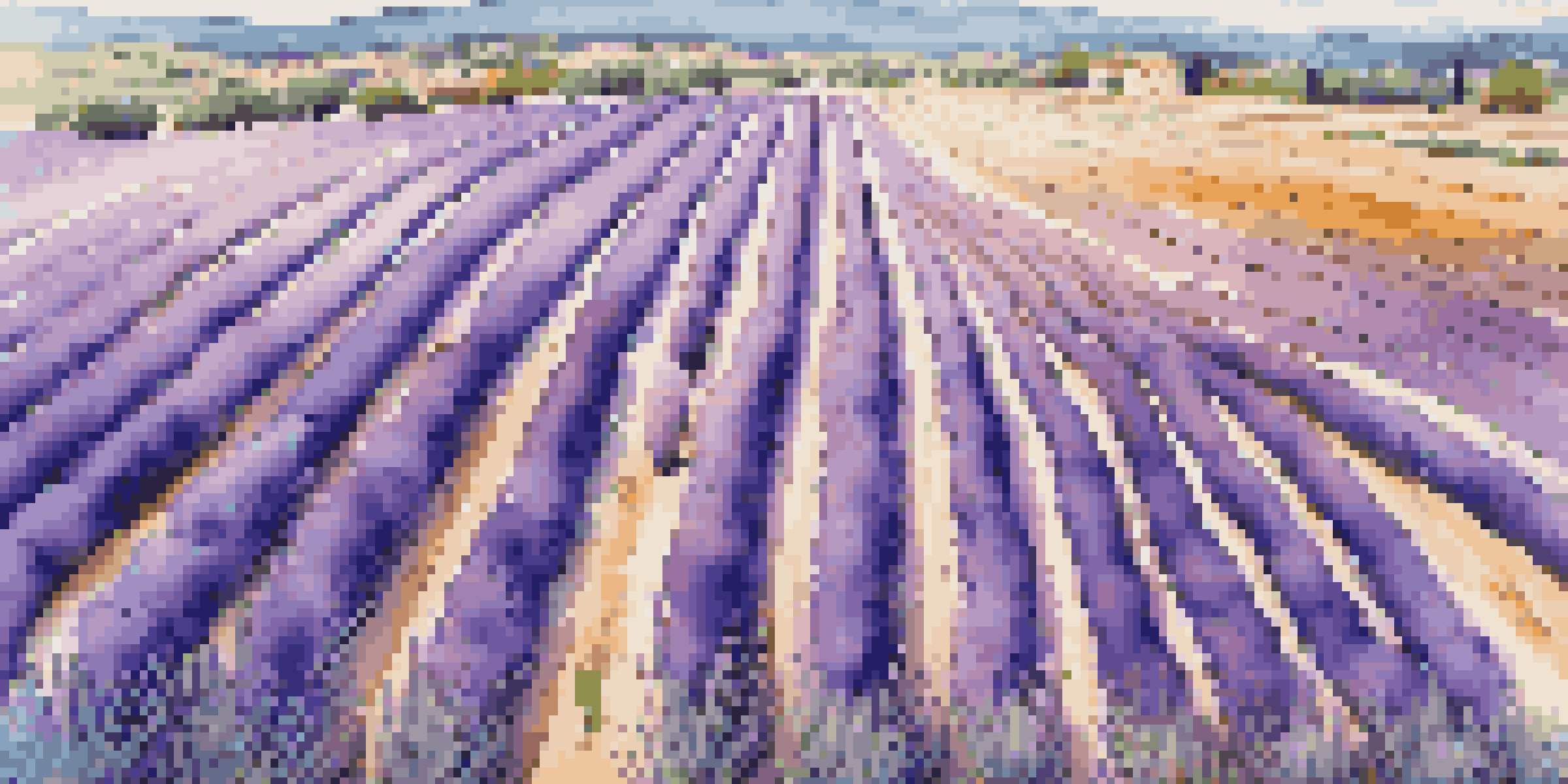 Aerial view of a lavender field in Provence, showcasing vibrant purple flowers under a blue sky.