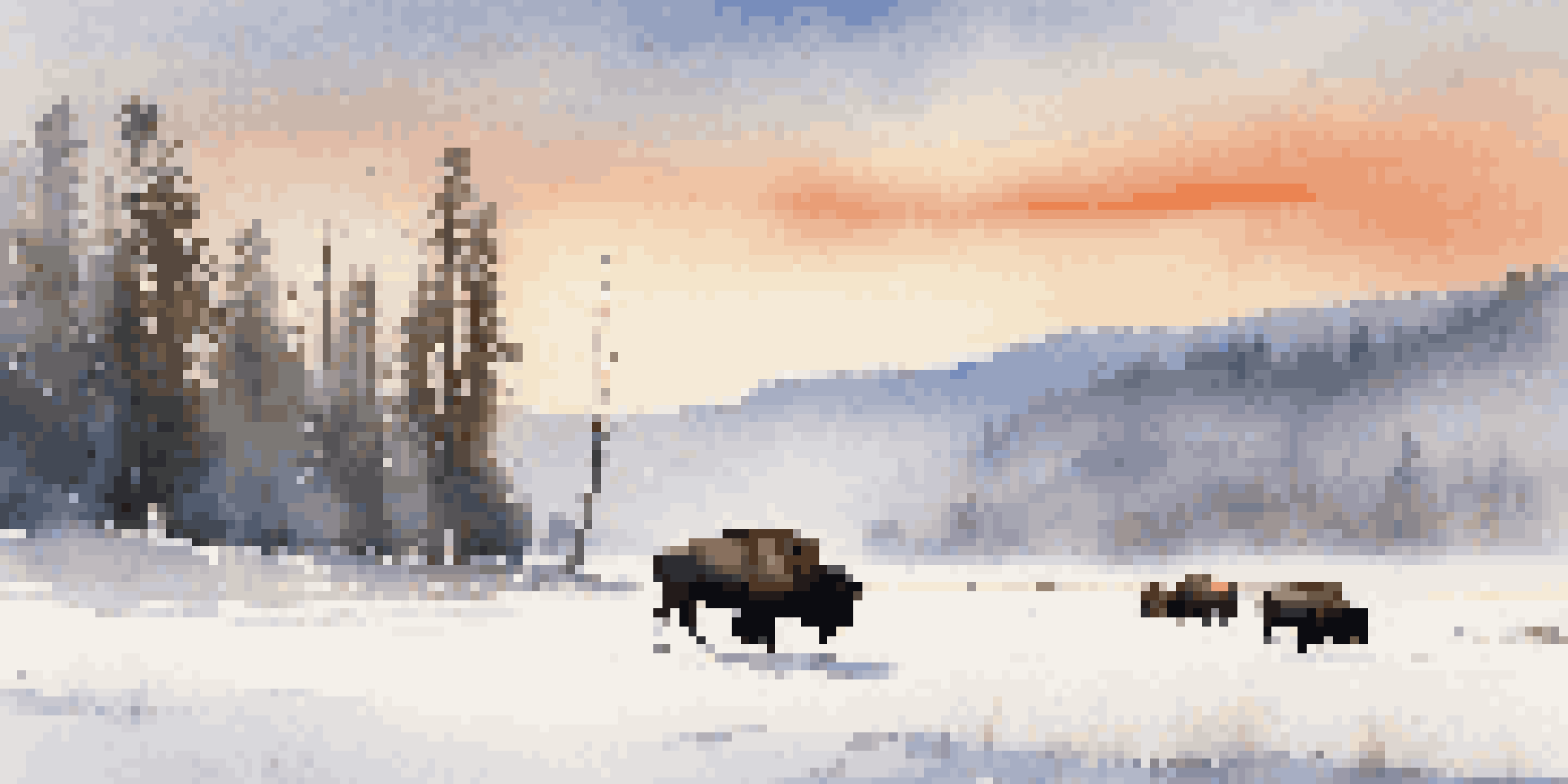 A peaceful winter scene in Yellowstone National Park with bison grazing in a snowy landscape, illuminated by soft morning light.