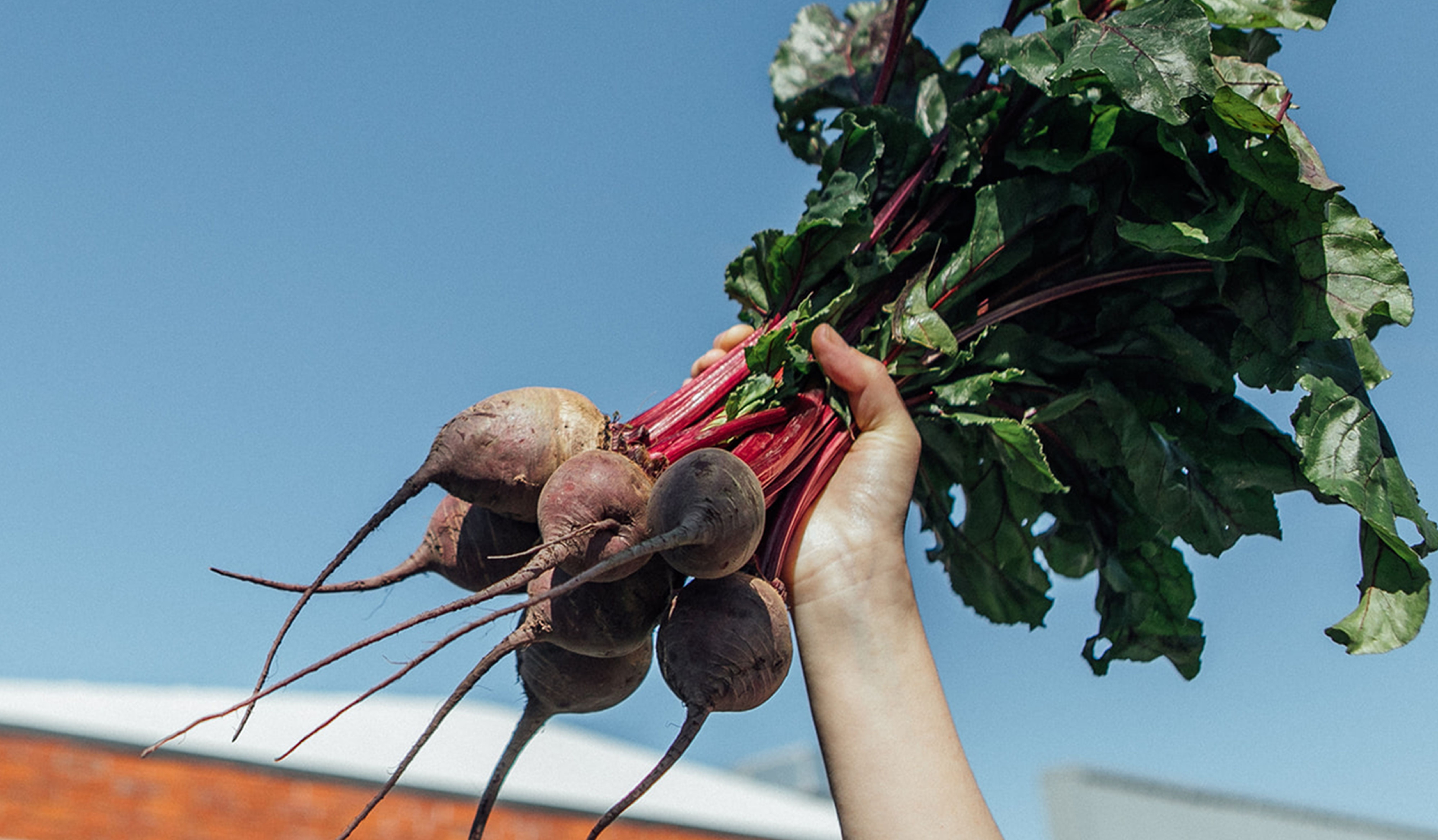 Hand holding beets