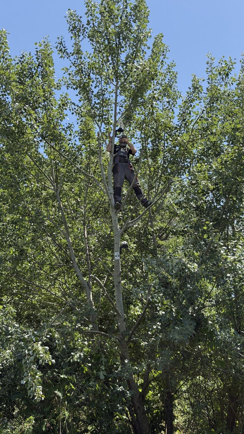 Član kluba na drvetu postavlja metu za stazu