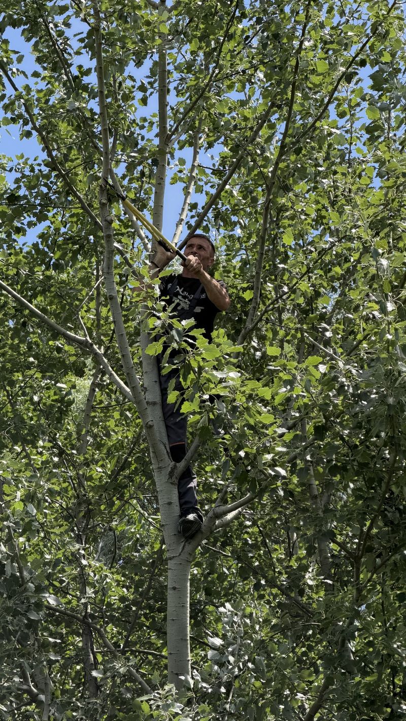 Postavljanje staze dan pre takmičenja: član kluba kači metu visoko u krošnju