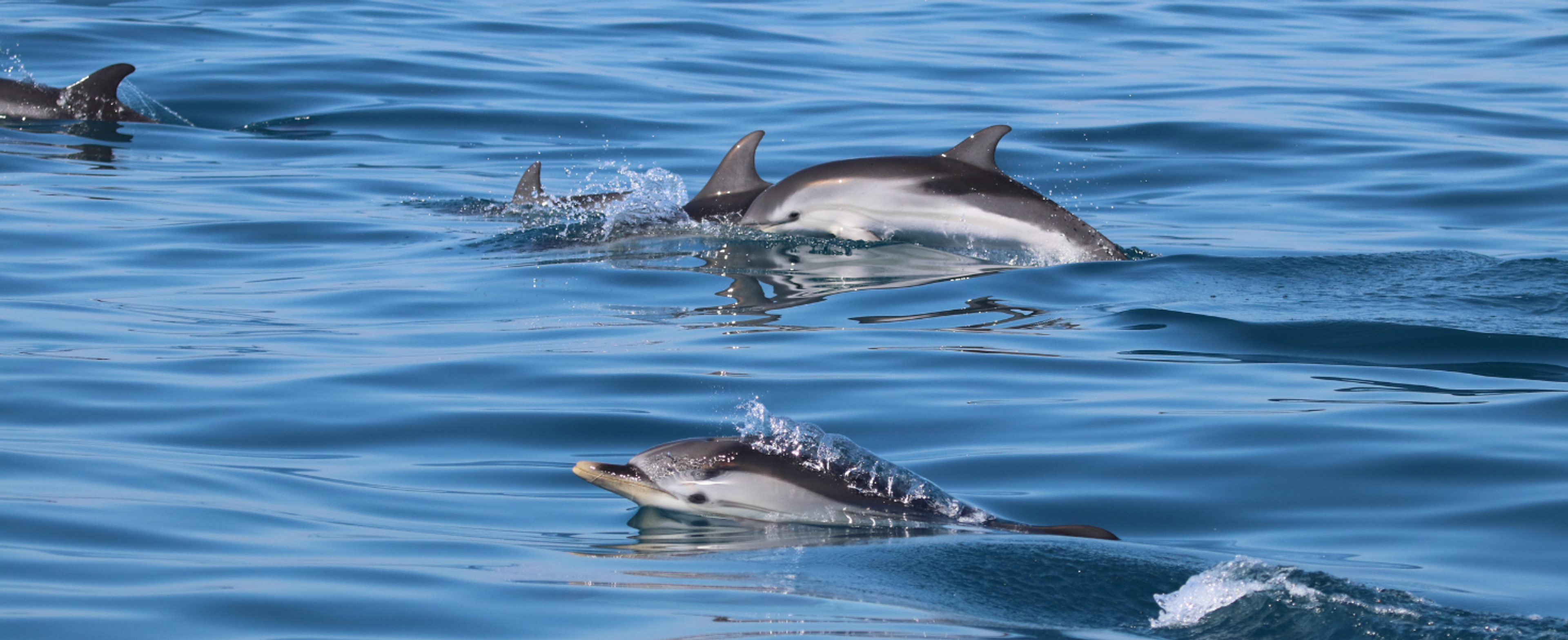 1 week Cetacean Protection in Ischia, Italy
