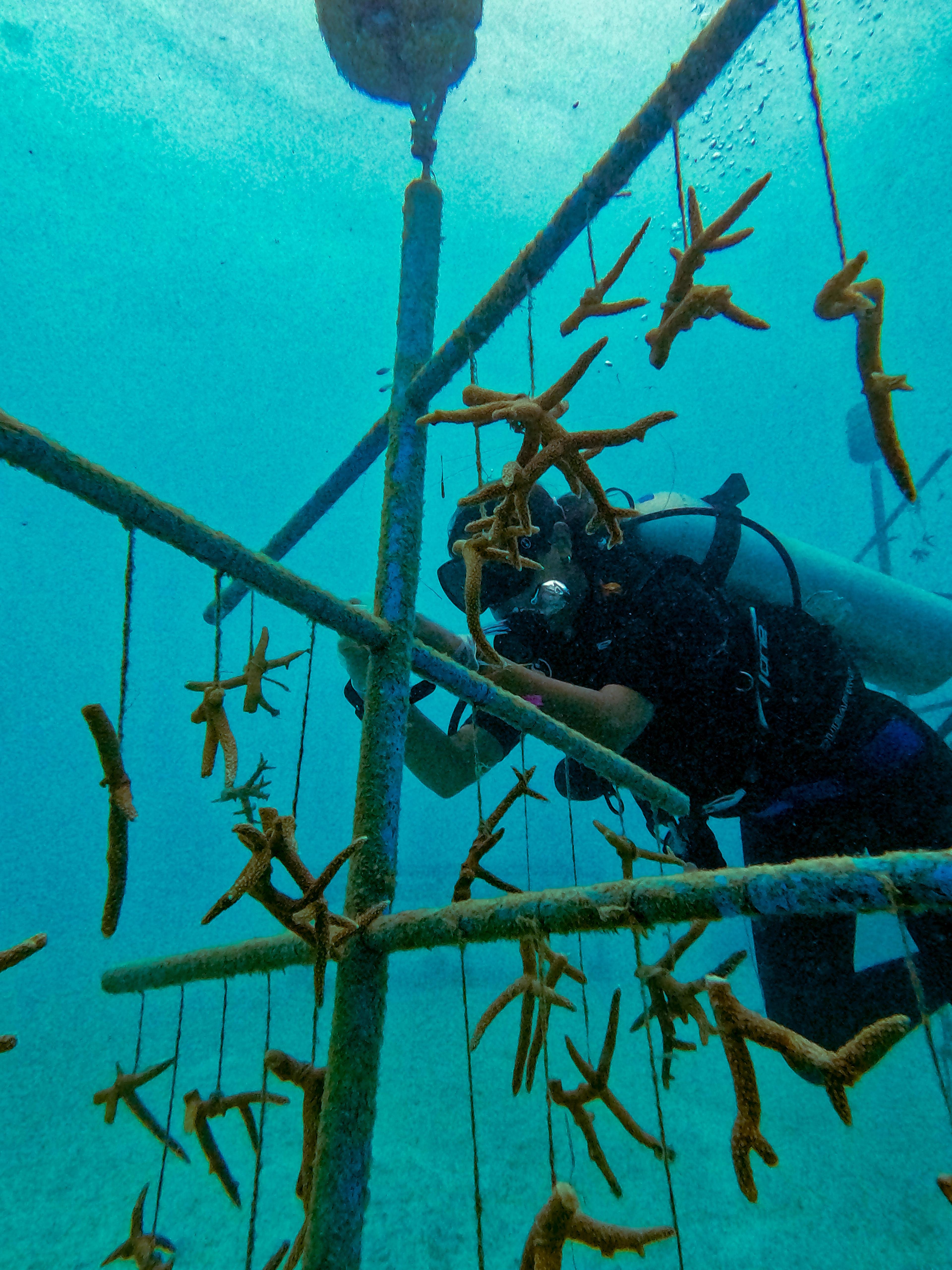 2 - 12 weeks Coral Monitoring in Maldives - Coral Conservation, Maldives