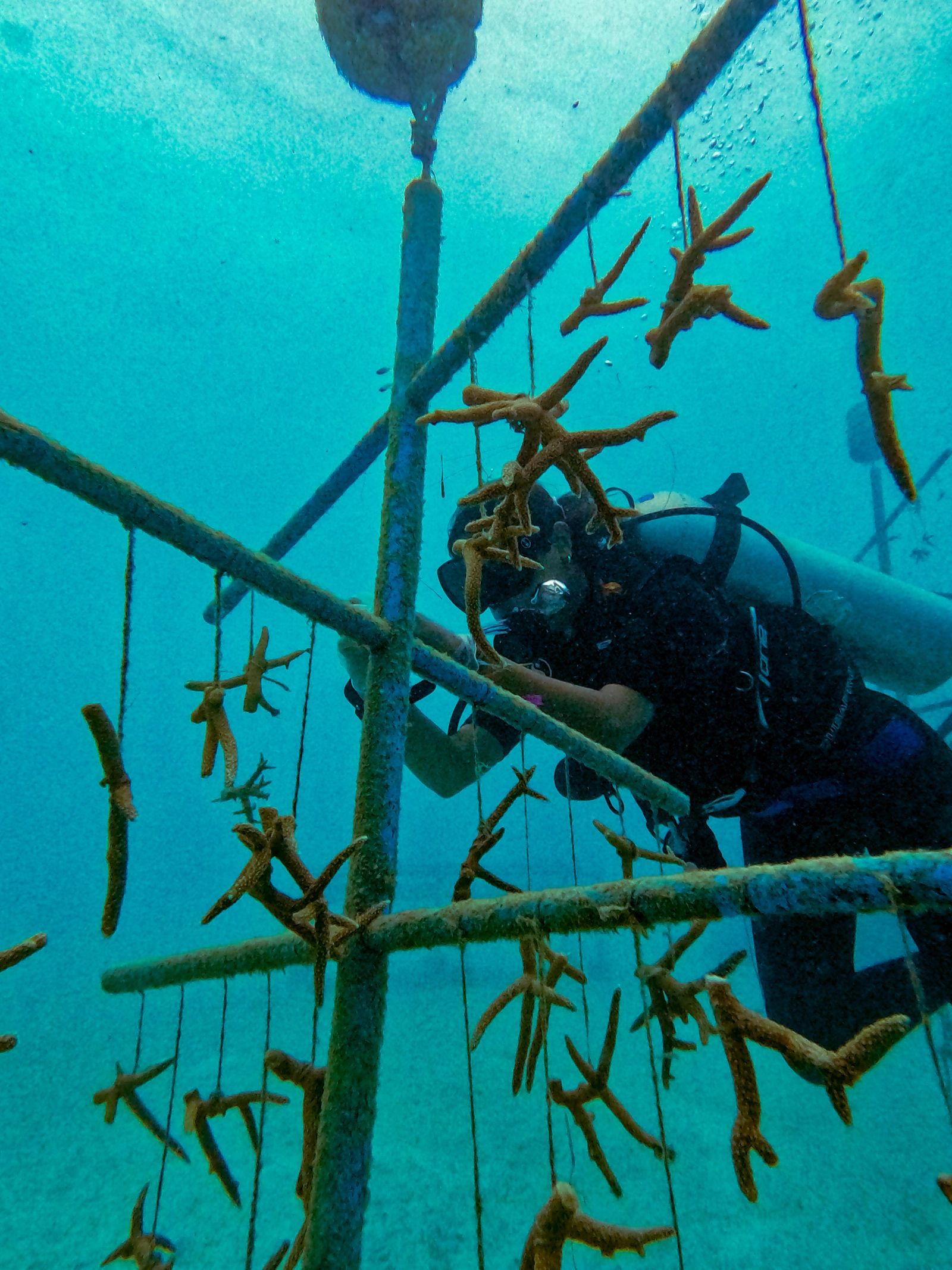 Maldives - Coral Conservation destination
