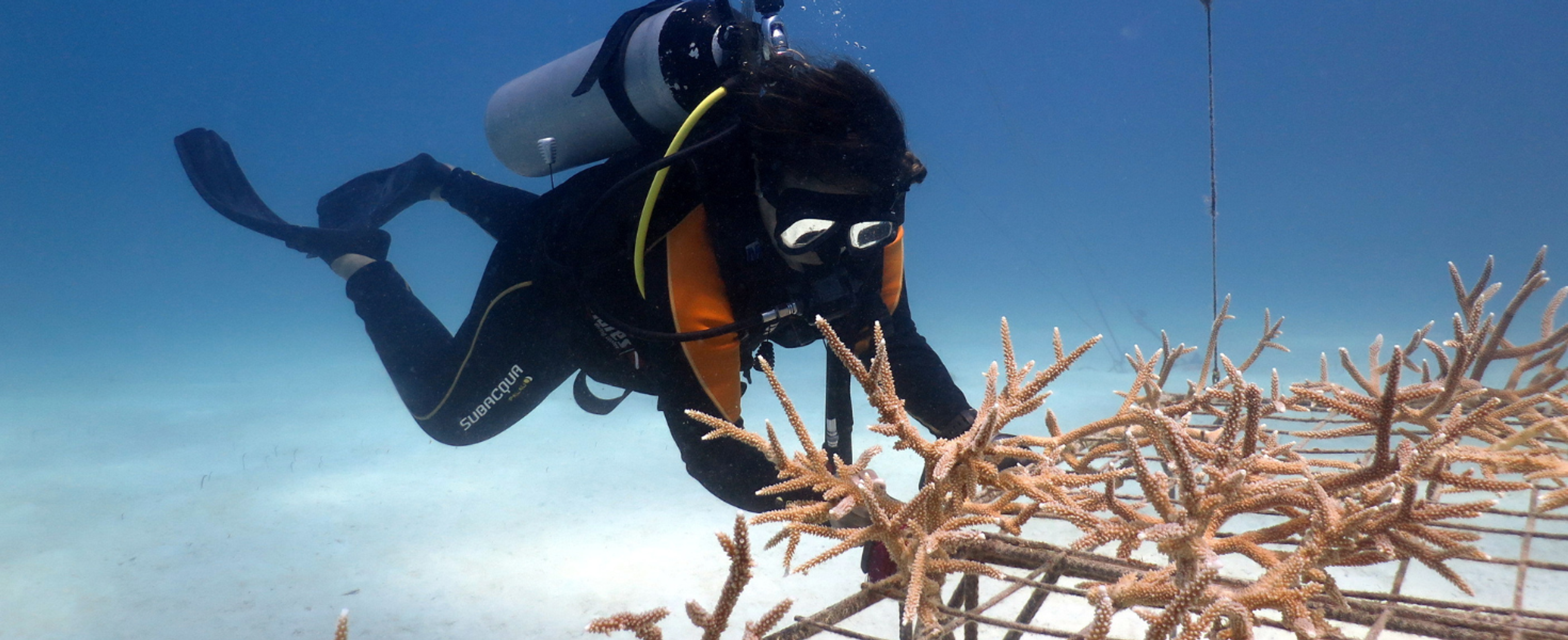 15 days Coral Monitoring in Bayahibe, Dominican Republic