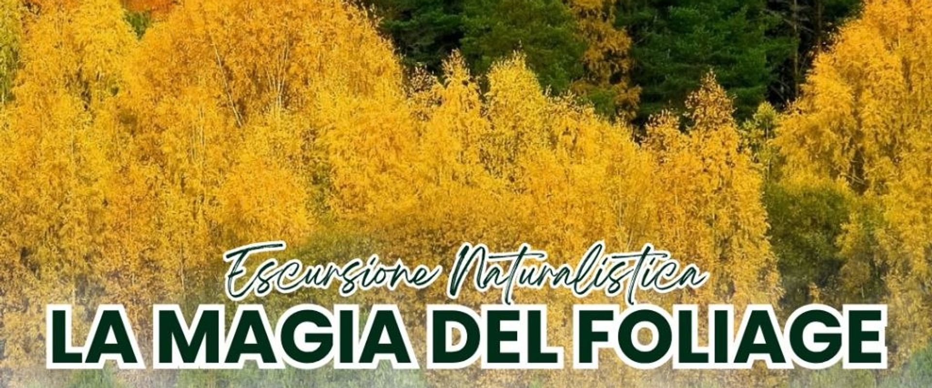 LA MAGIA DEL FOLIAGE