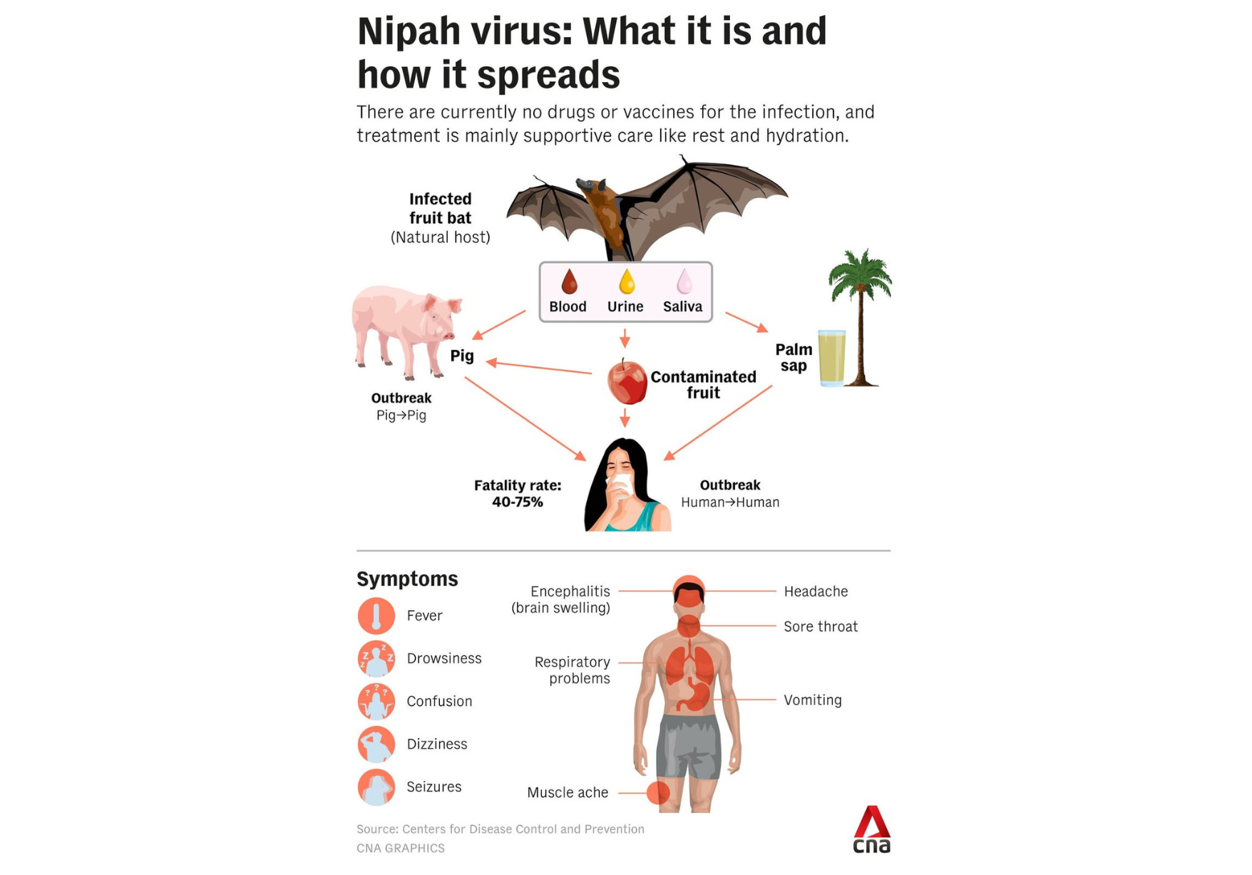 Nipah virus infographic detailing its spread from fruit bats to pigs and humans (via contaminated fruit/palm sap), human-to-human transmission, 40-75% fatality rate, and symptoms including fever, encephalitis, and respiratory problems.