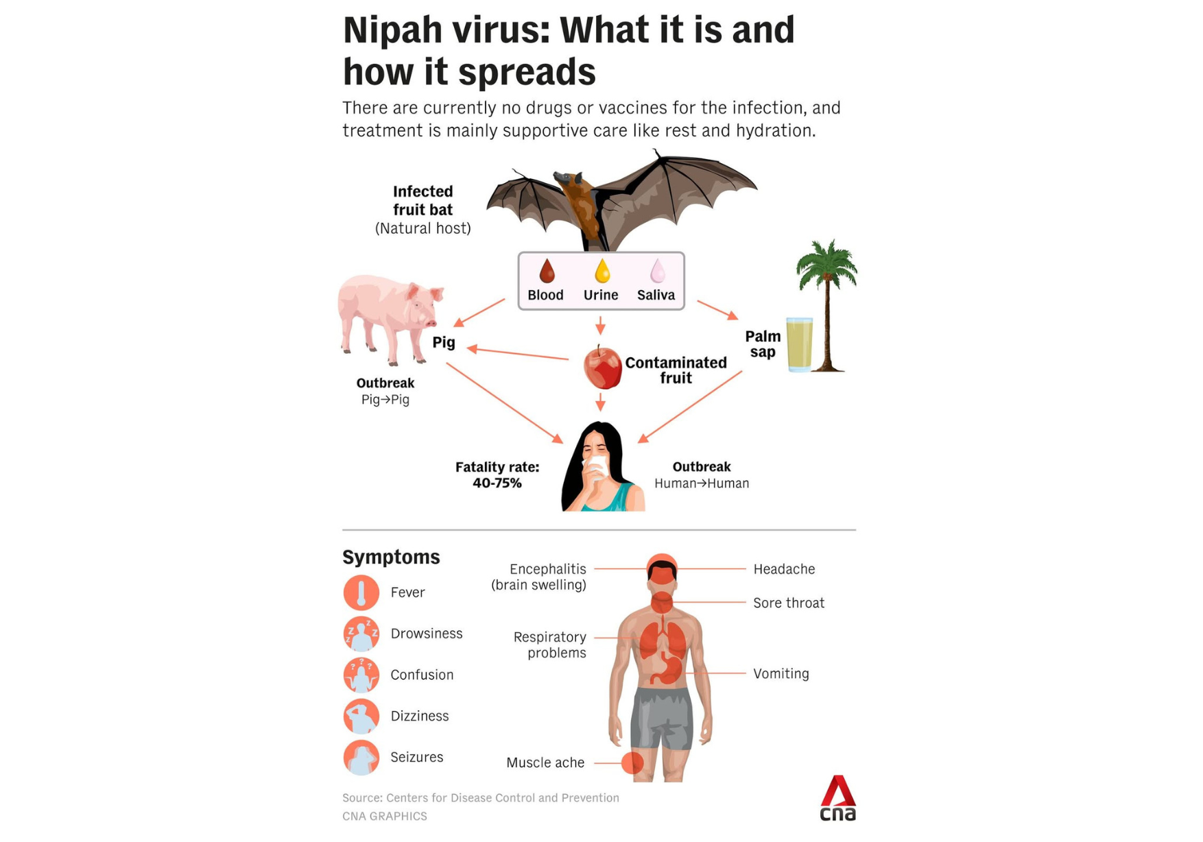 Nipah virus infographic detailing its spread from fruit bats to pigs and humans (via contaminated fruit/palm sap), human-to-human transmission, 40-75% fatality rate, and symptoms including fever, encephalitis, and respiratory problems.