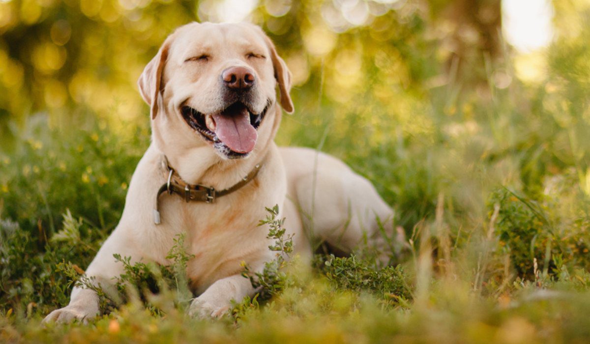 Apsolutno pet friendly 2