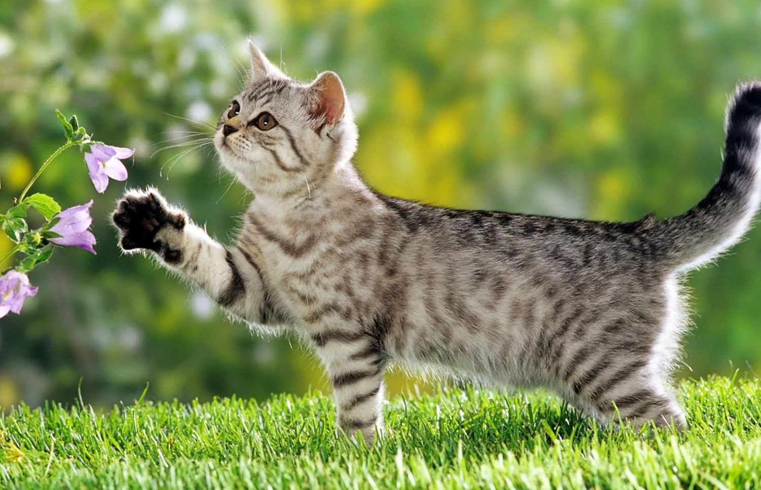 Apsolutno pet friendly 3