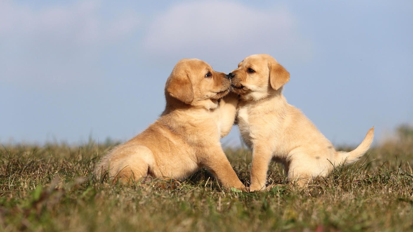 Apsolutno pet friendly 1