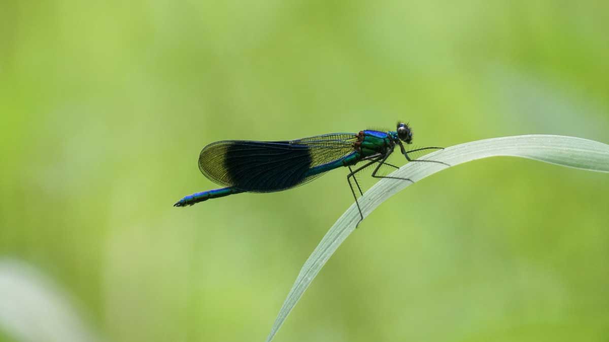 Foto van dit uitlaatgebied