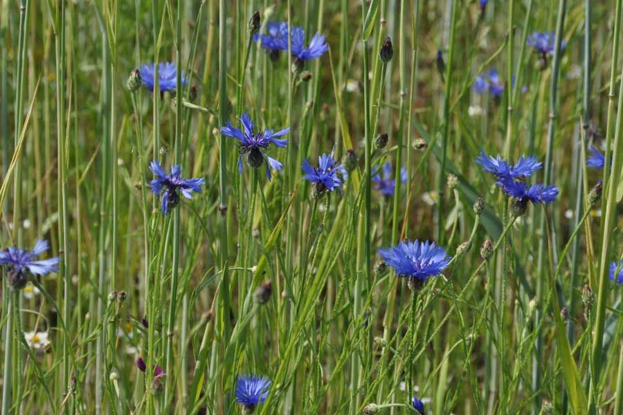 Foto van dit uitlaatgebied