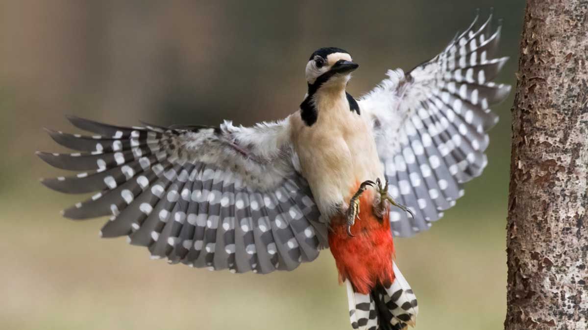 Foto van dit uitlaatgebied