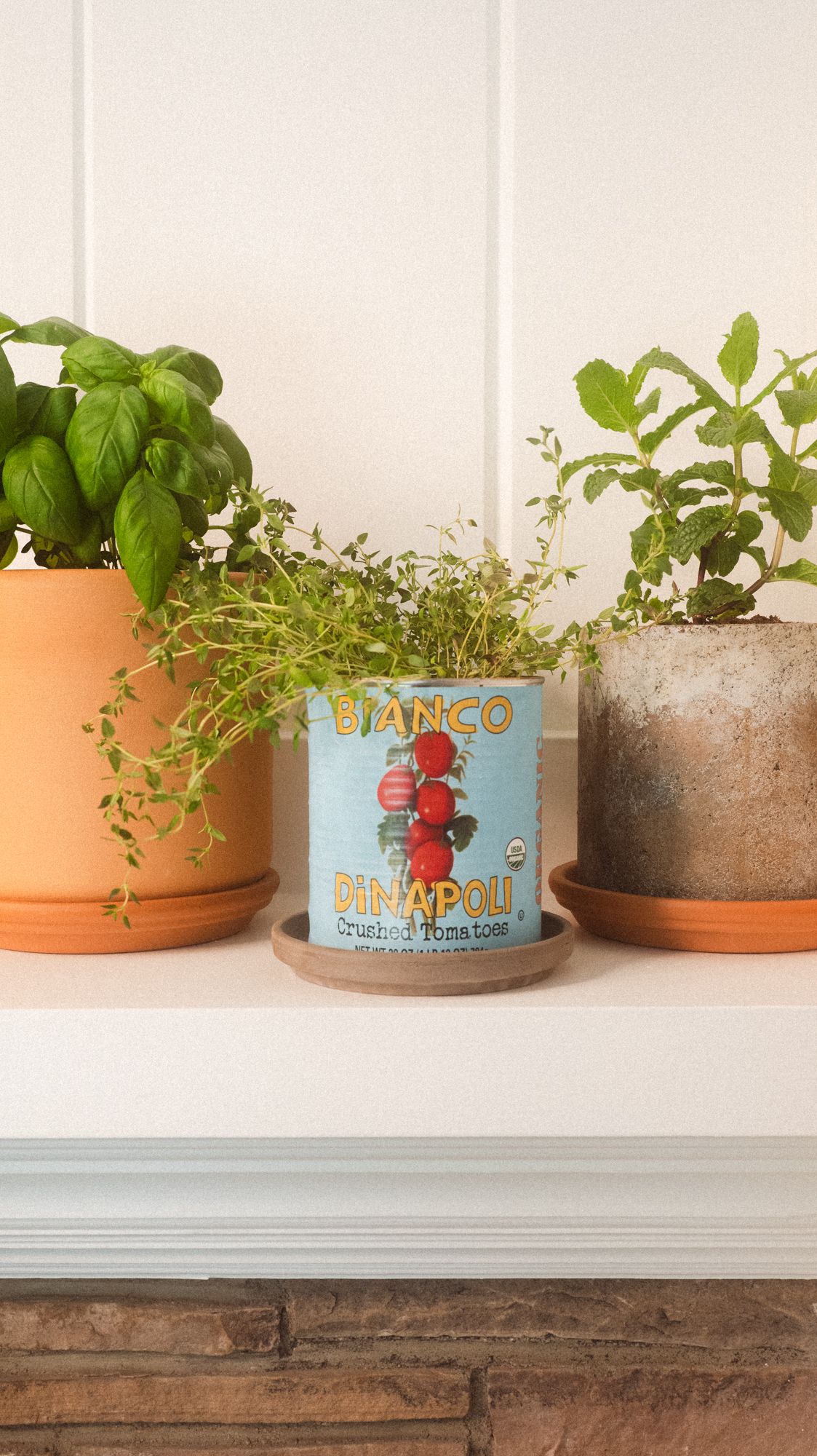 sprouts planted in pots and an empty can of tomatoes