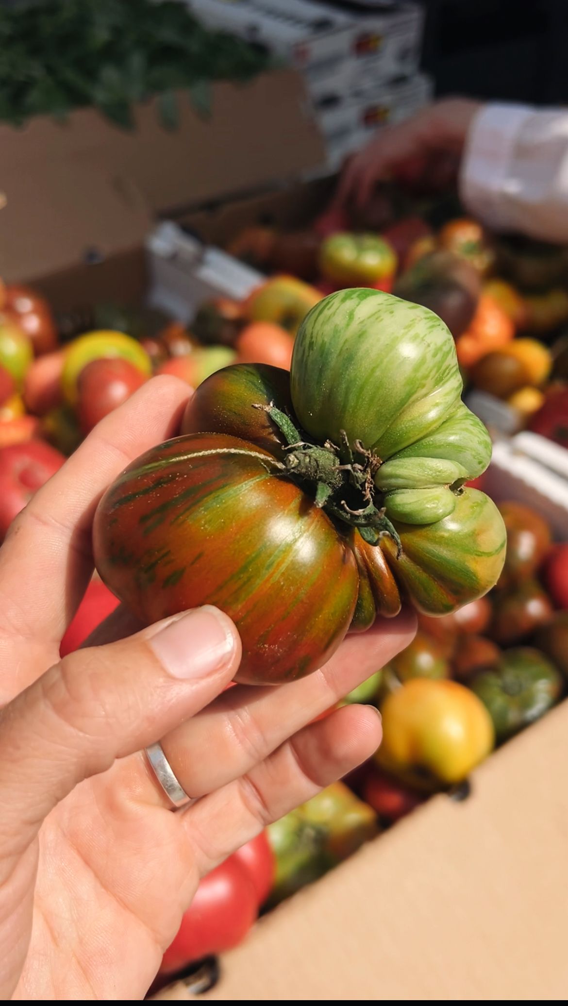 fresh organic heirloom tomato