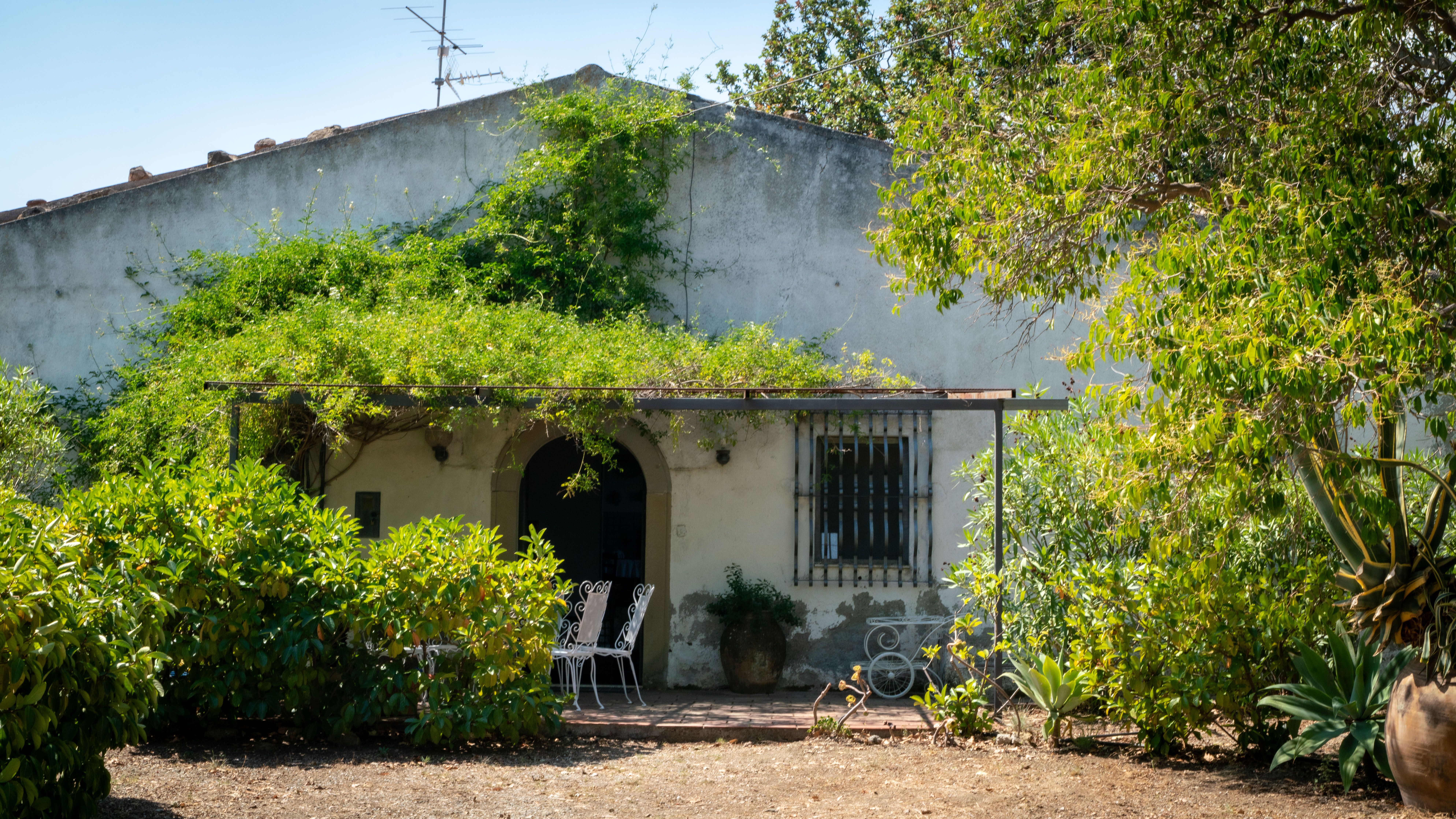 casa, piante rampicanti, sedie, finestre, giardino
