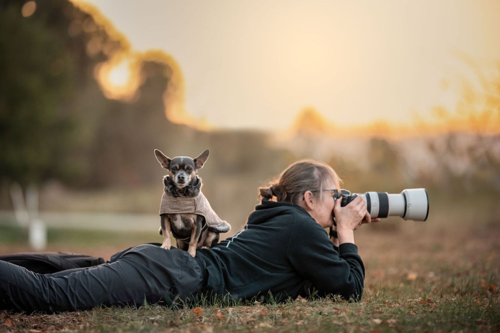 A photographer lying on the grass photographing a small chihuahua in a knitted jumper at sunset