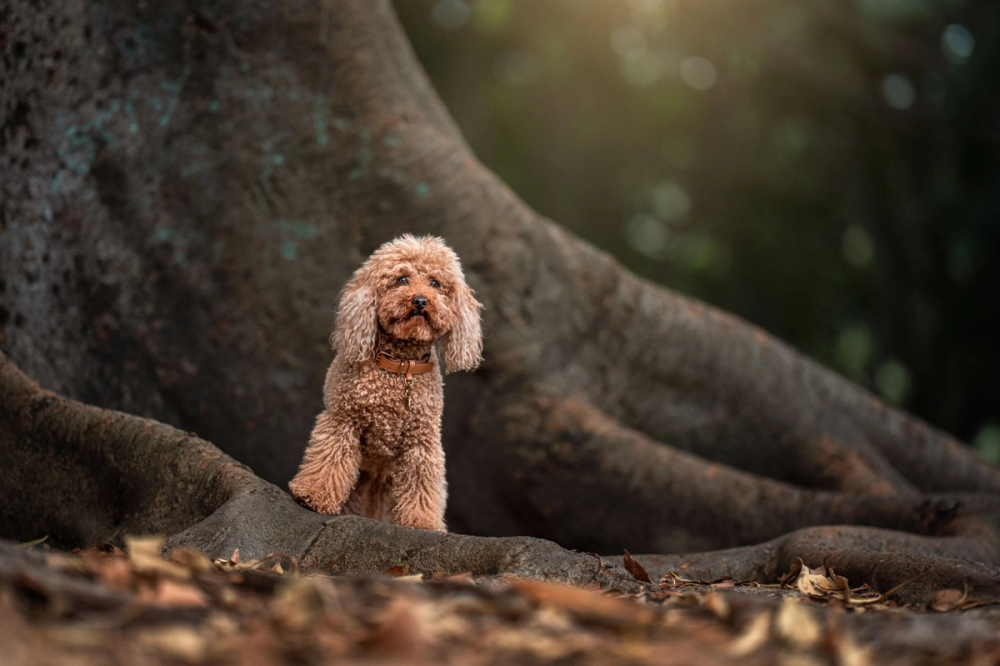 Small brown dog sitting by a large tree trunk with fallen leaves around, sunlight peeking through the background.