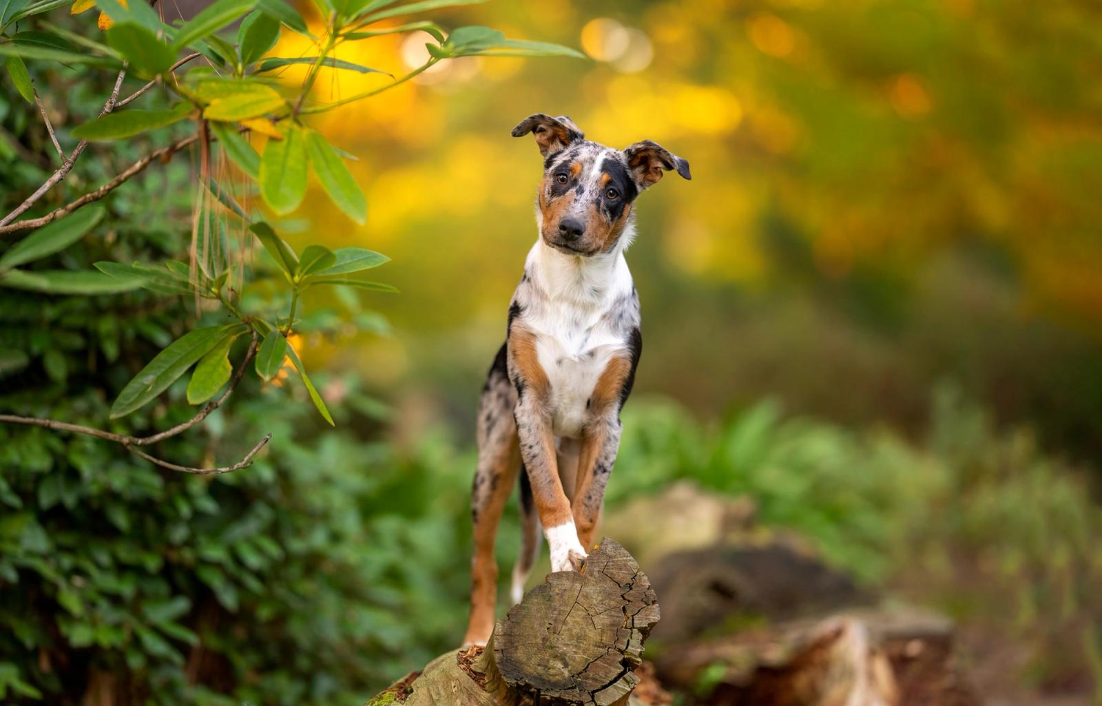 a Coolie cross standing on a log looking into the pet photographer's camera