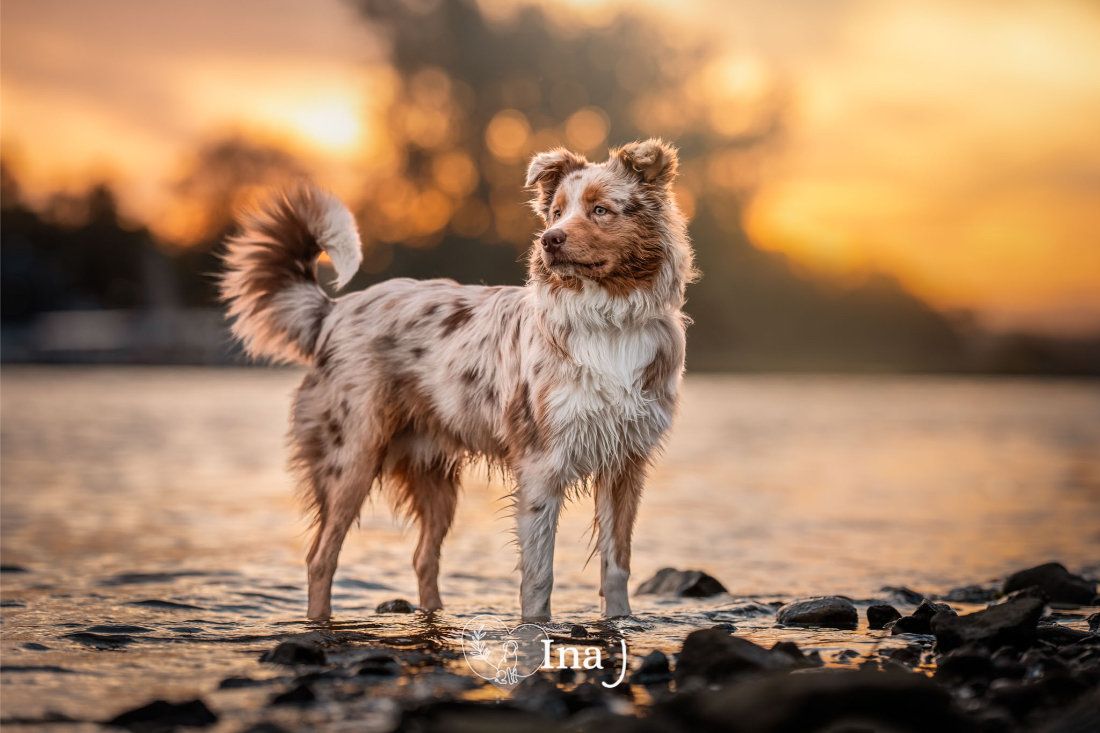 A red merle Australian shepherd standing in shallow water at sunset