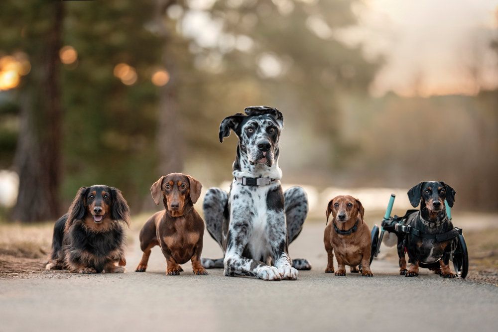 Five dogs lined up on a road, including several dachshunds, a great dane and a dachshund in a wheelchair