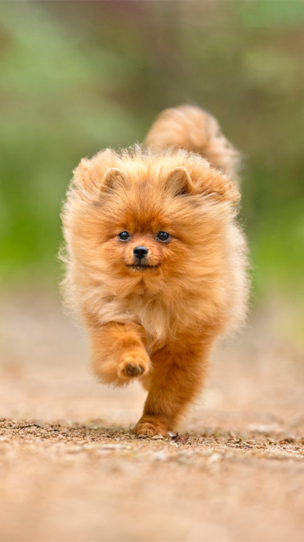 Fluffy Pomeranian puppy running on a dirt path with a blurred green background.