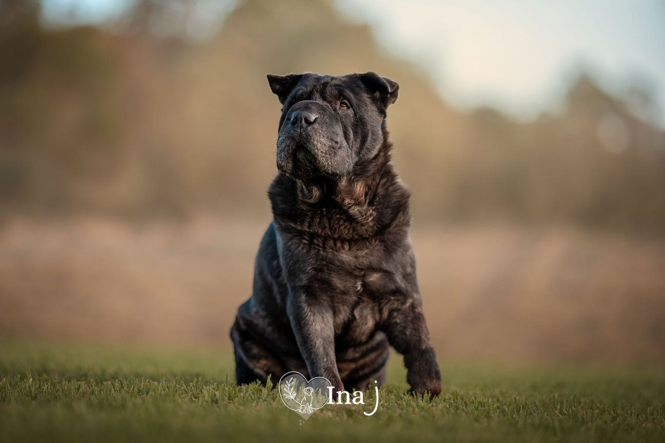 A black shar-pei sitting in long grass at golden hour