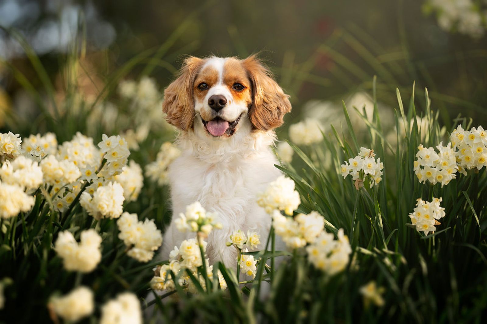 A cavalier king charles spaniel sitting among white jonquils