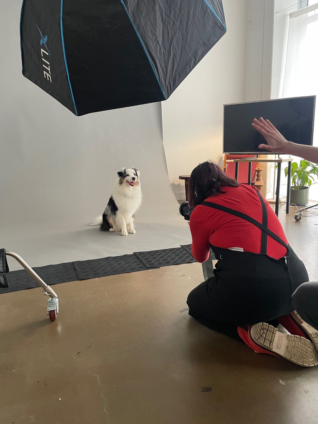 Pet photographer Ina J in a red top photographing an Australian shepherd on a white studio backdrop