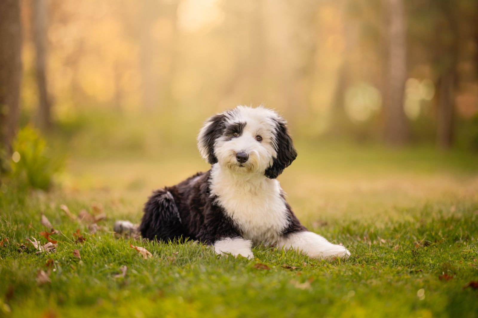 A black and white old english sheepdog puppy lying on the grass at golden hour