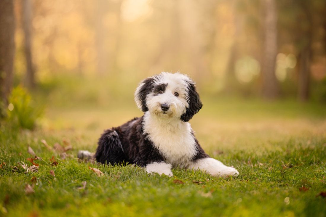 A black and white old english sheepdog puppy lying on the grass at golden hour