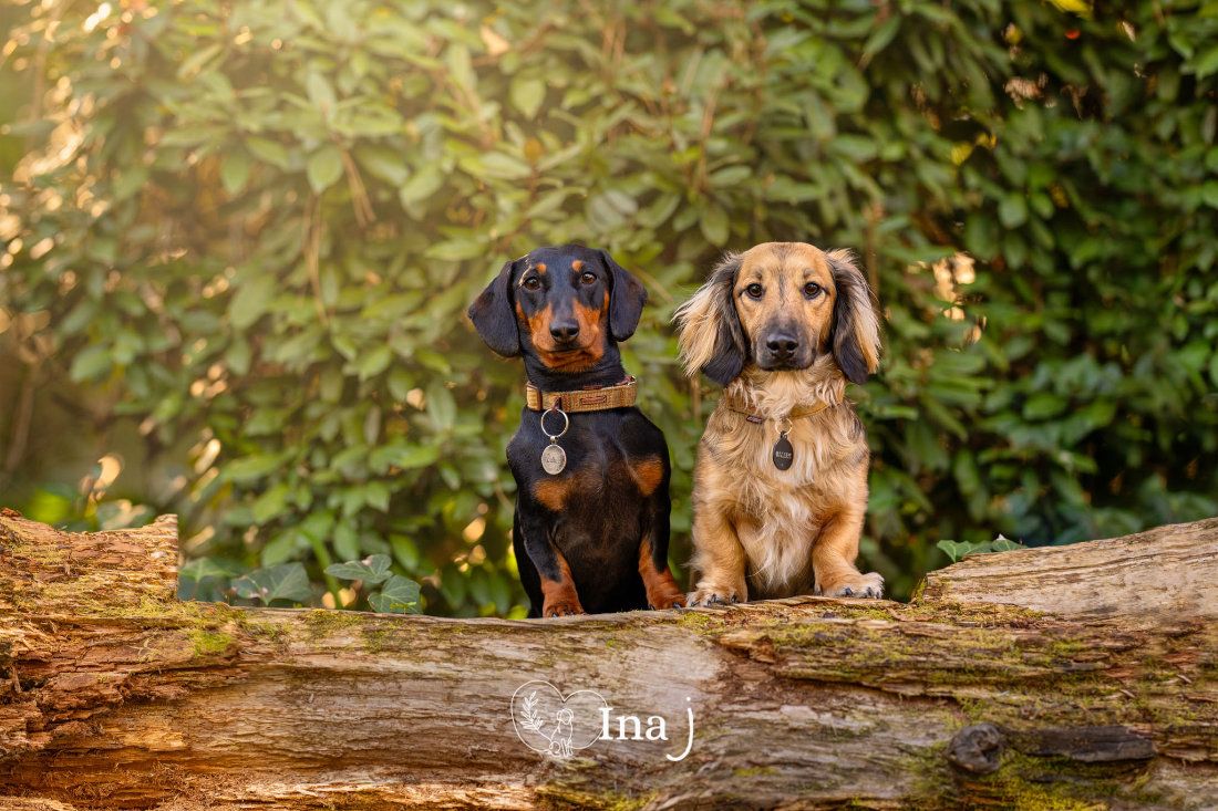 Pet photographer Ina J in a yellow jumpsuit holding her camera in a glass studio doorway, two dogs at her feet