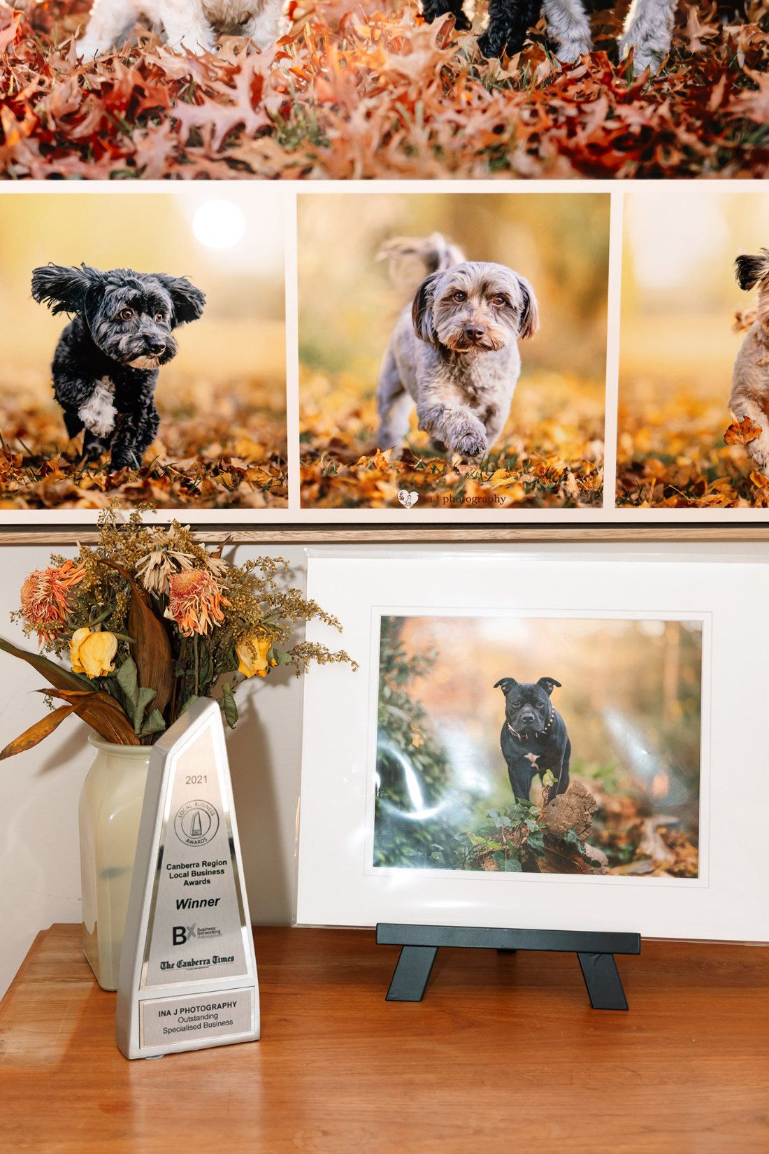 Framed portraits of dogs running through autumn leaves beside an awards trophy in the studio